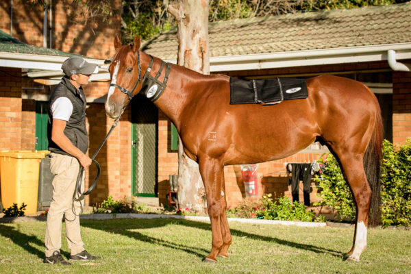 Equi-Ice Horse Combo Pack