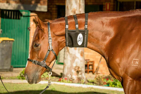 Equi-Ice Horse Neck Pack 02