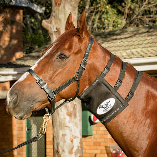 Equi-Ice Horse Neck Pack On Horse