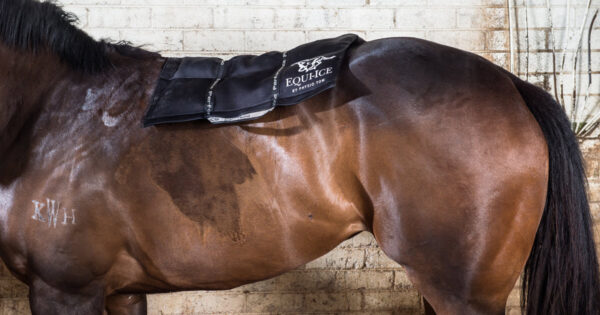 equine-cold-therapy equine-cold-therapy