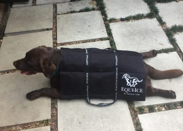 Equi-Ice for dogs