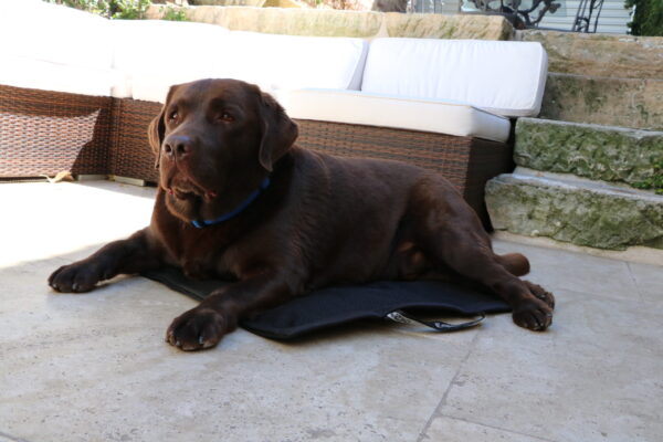 Equi-Ice for dogs