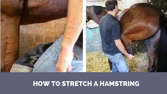 How to stretch a horses hamstring